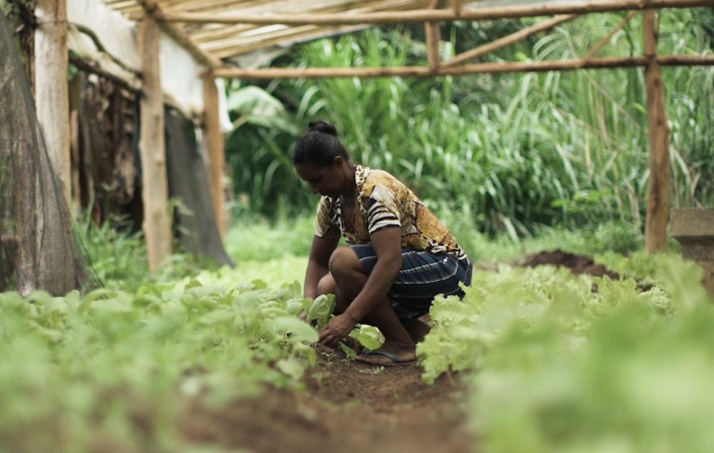 Foto: Emater / Divulgação