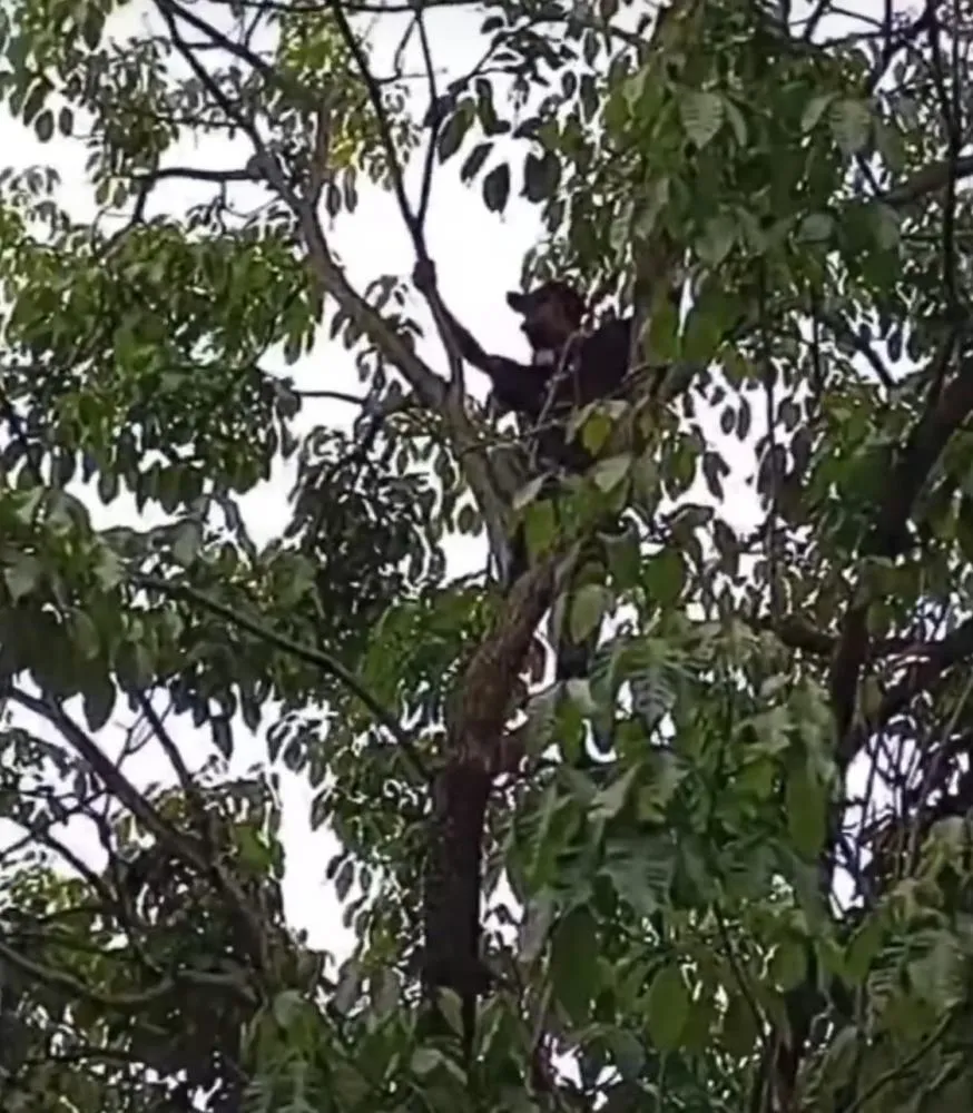 Foto: Reprodução Redes Sociais