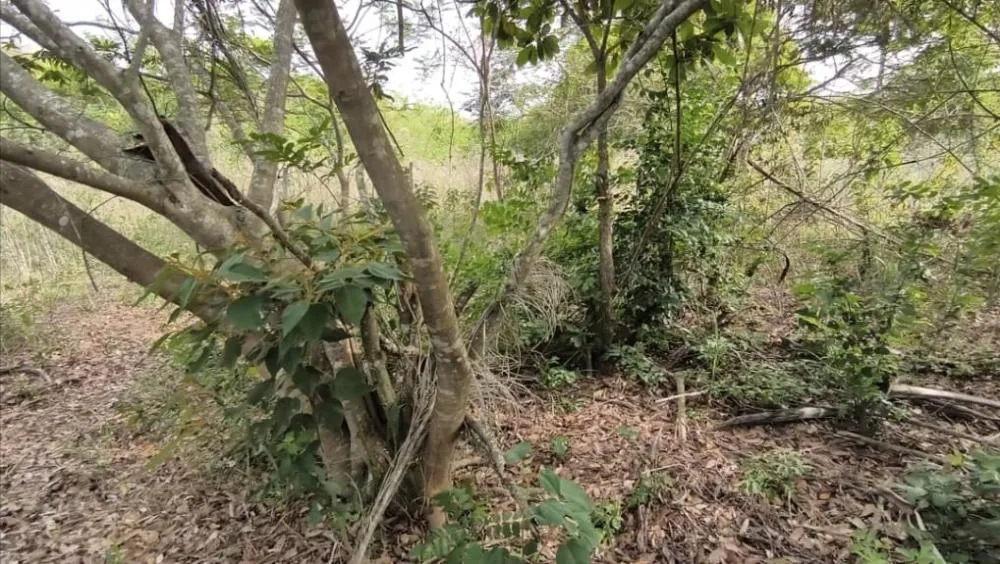 Foto: Divulgação PMMG